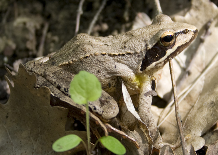 Rana rossa, quale? Rana dalmatina